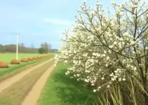 Primavera