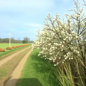 Primavera